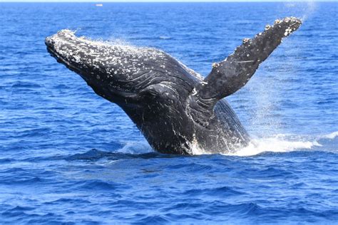 whalw watching|whale watching japan.
